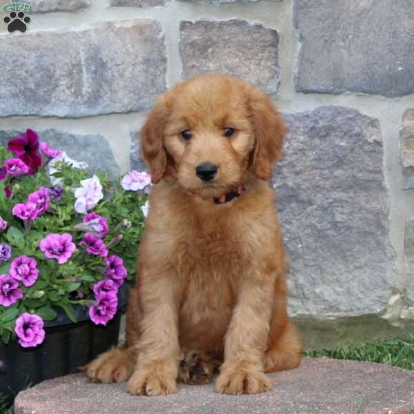 Gail, Goldendoodle Puppy